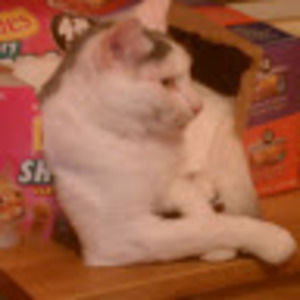 Meet your Posher, Freida